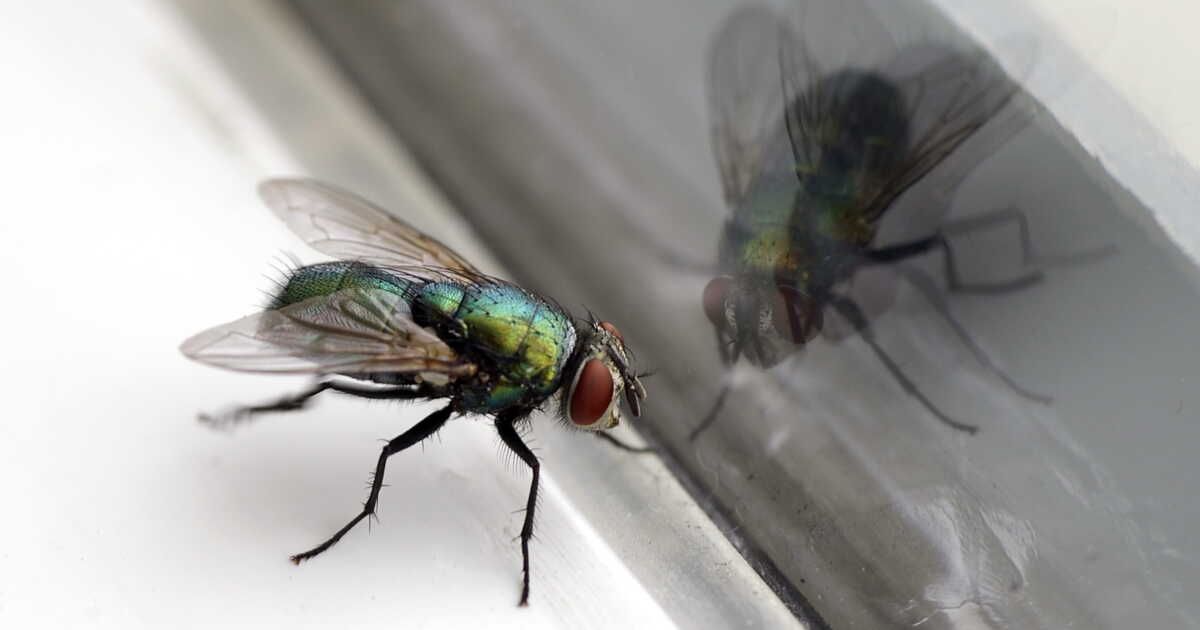 Les secrets inédits des mouches : ces produits ménagers qui les attirent