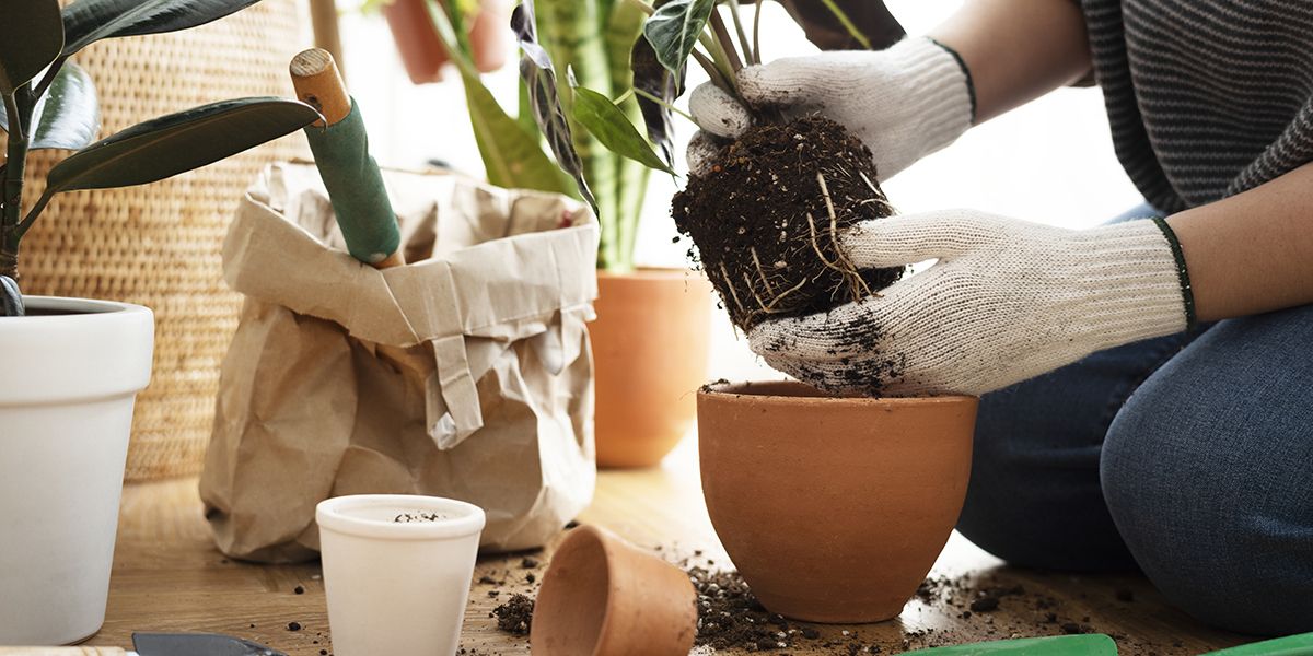 Rempoter ses plantes en automne : une bonne ou mauvaise décision ?