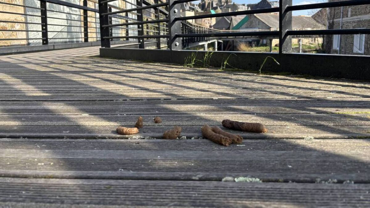 Au cœur des problèmes quotidiens à Guingamp : déjections canines et incivilités face aux élections