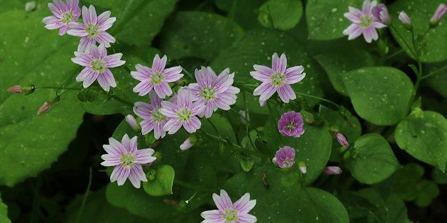 Claytonie de Sibérie : le trésor floral des sous-bois