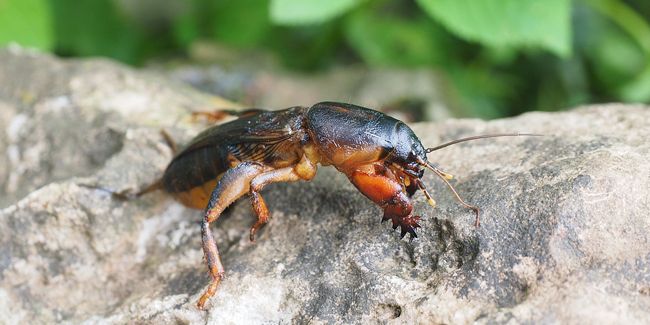 La courtilière, un ennemi silencieux de vos jardins
