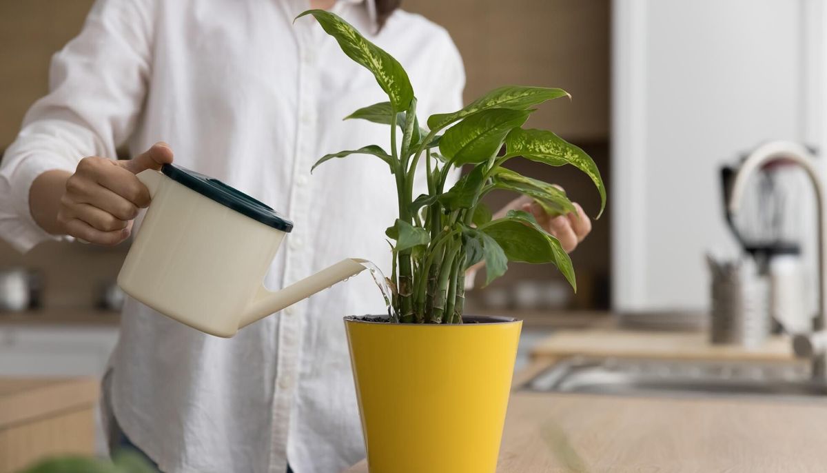 Les plantes d'intérieur qui illuminent votre maison