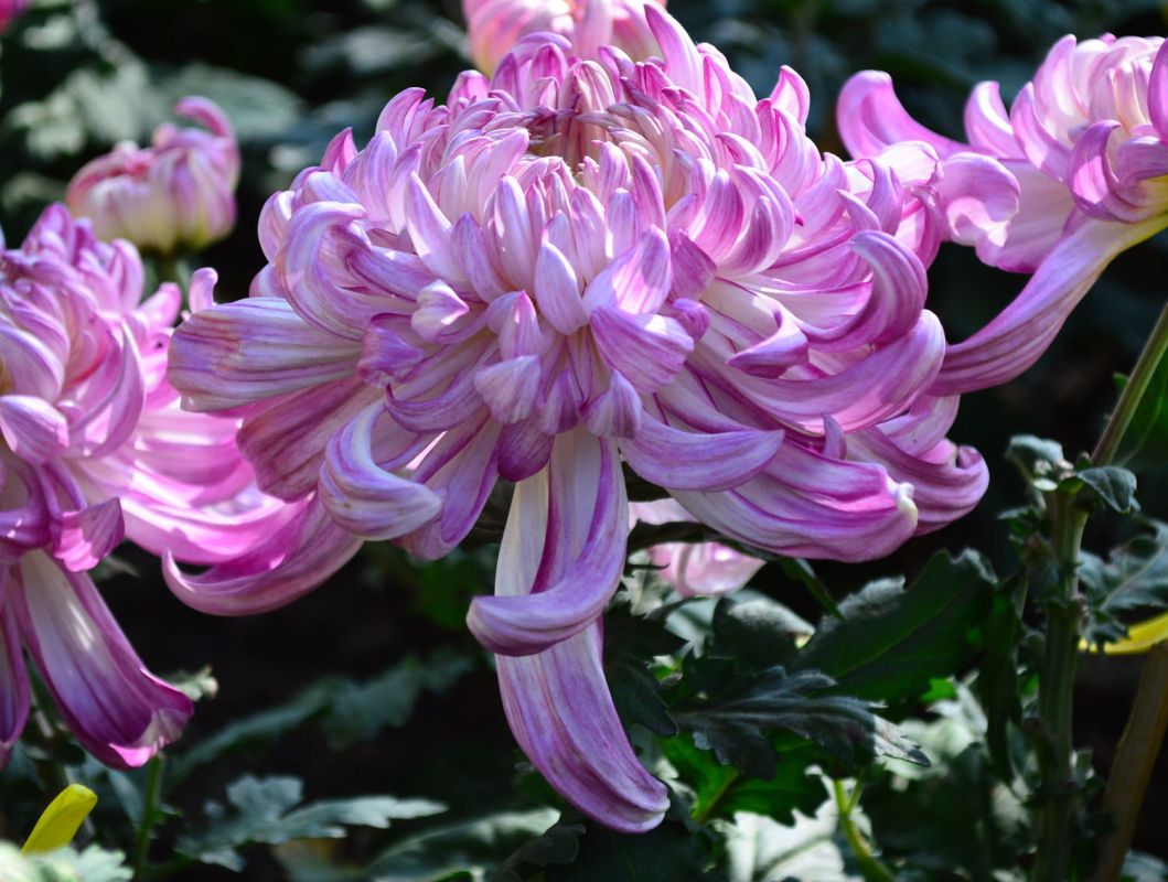 Le chrysanthème : guide essentiel pour une floraison éclatante