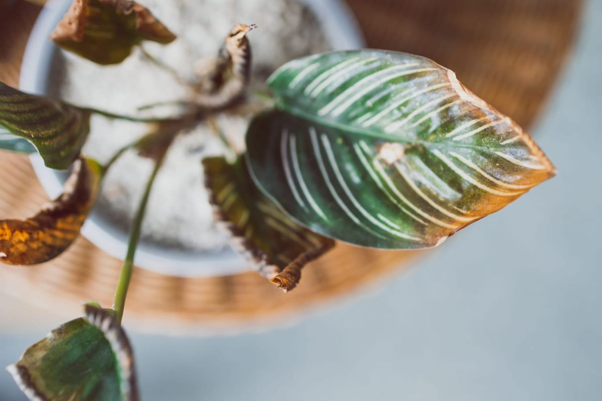 Découvrez la véritable menace qui menace vos plantes cet été