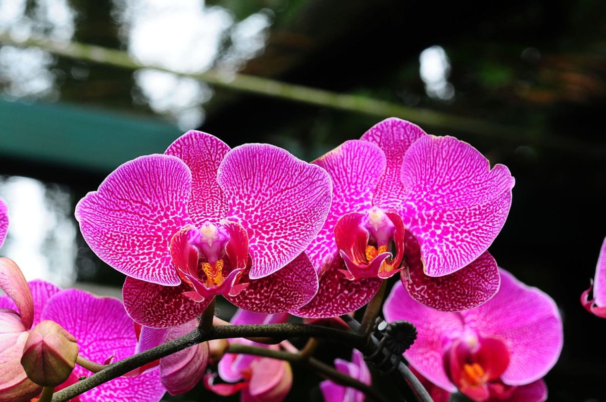 Secrets d'entretien pour cultiver l'orchidée papillon avec succès