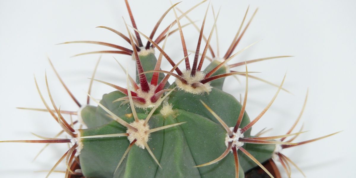 À la découverte de Ferocactus latispinus, ce cactus aux épines impressionnantes