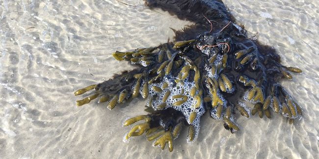 À la découverte des algues : trésors marins à cuisiner