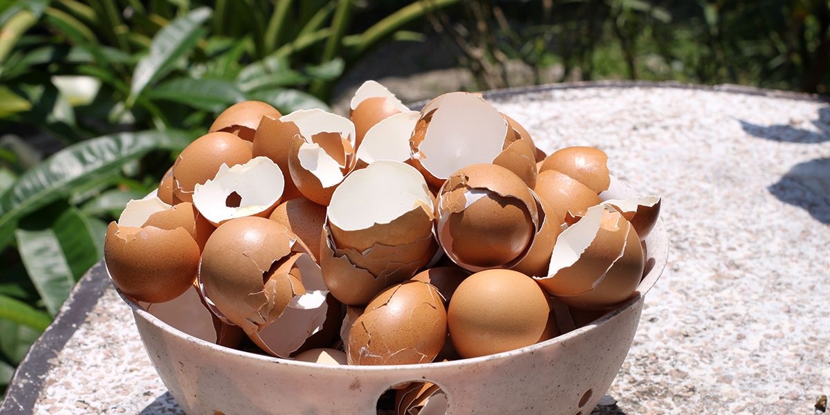 Coquilles d'œufs au jardin : vérités et mythes à éclaircir