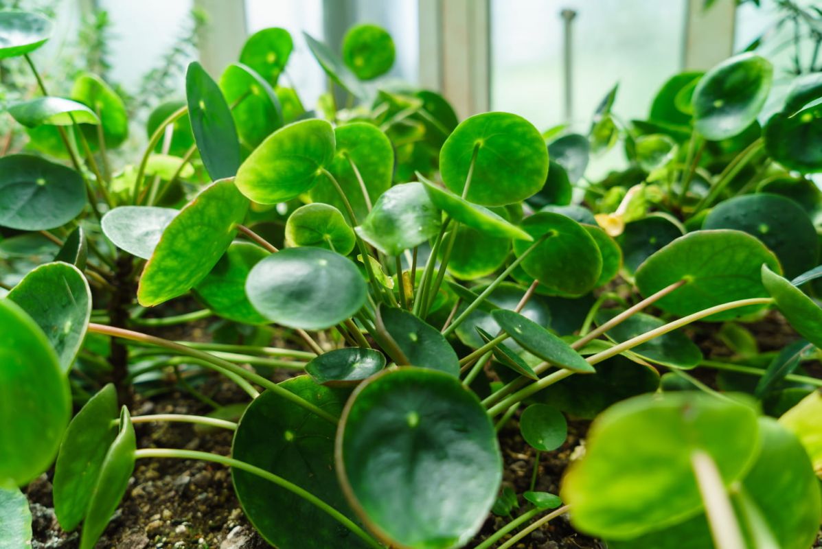 Les plantes porte-bonheur pour attirer la chance