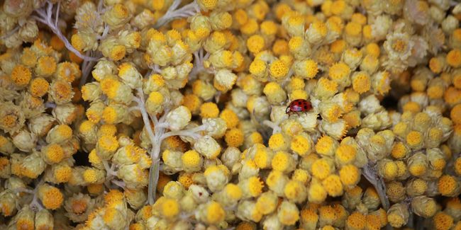 L'hélichryse italienne : un allié naturel contre les hématomes