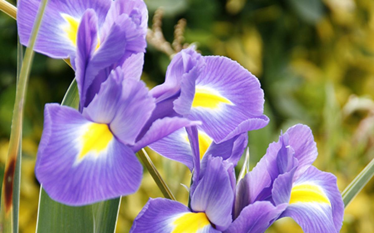 Préparez votre jardin pour le printemps!