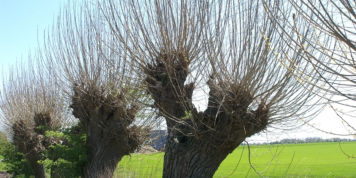 Comment tailler votre saule pour qu'il prospère ? Guide pratique