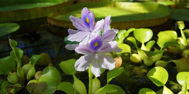 Jacinthe d'eau (Eichhornia crassipes) : une merveille aquatique