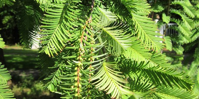 Le métaséquoïa, un arbre fascinant à croissance rapide
