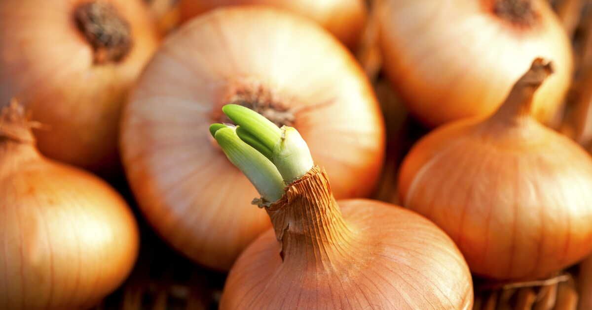Les secrets pour conserver vos oignons sans surprise