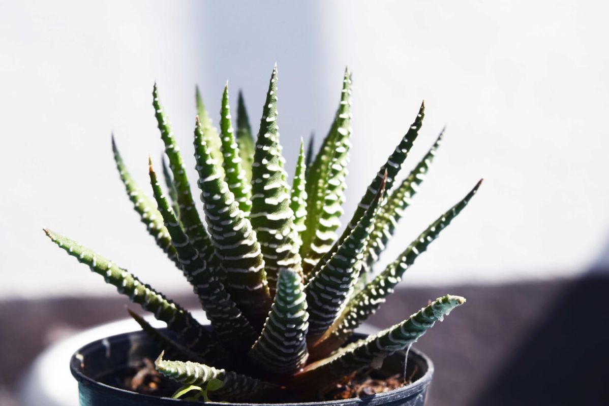 Haworthia : guide complet pour entretenir cette succulente fascinante