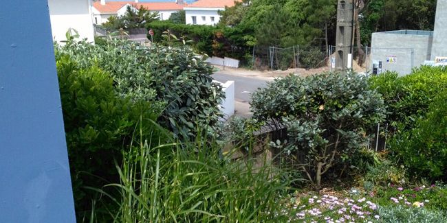 Aménager un jardin en bord de mer : les plantes à privilégier
