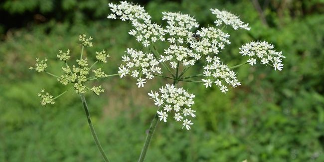 La ciguë : une plante fascinante au poison redoutable