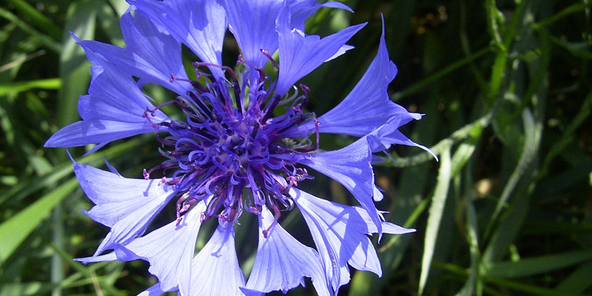 les fleurs aux couleurs tenaces : attention aux taches indélébiles