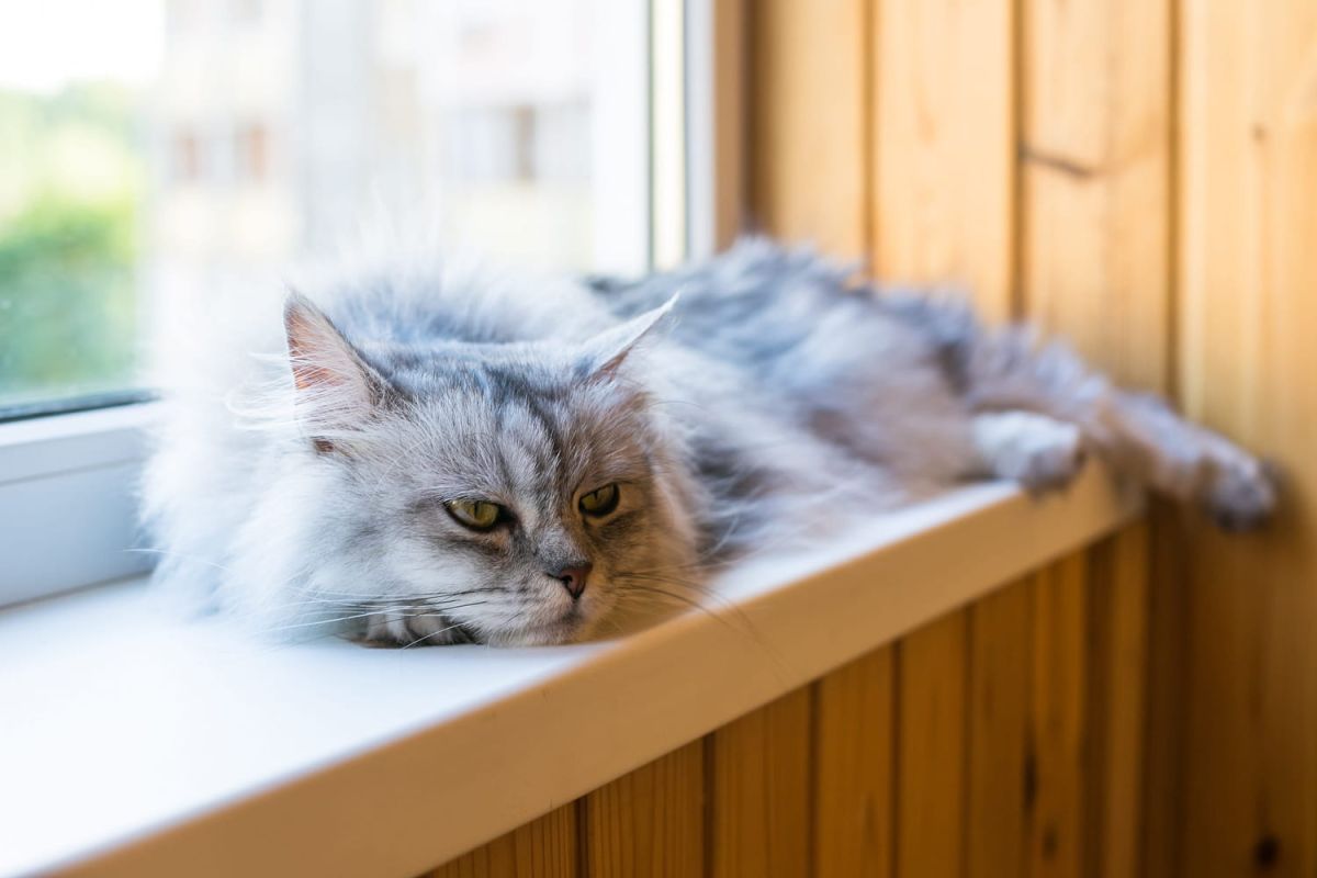 3 signes révélateurs que votre chat s'ennuie et comment agir rapidement