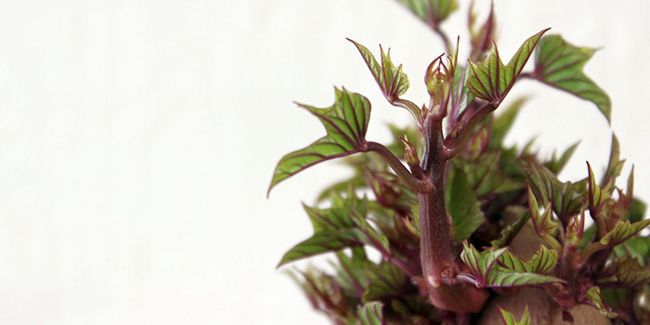 Planter la patate douce : les secrets d'une culture réussie