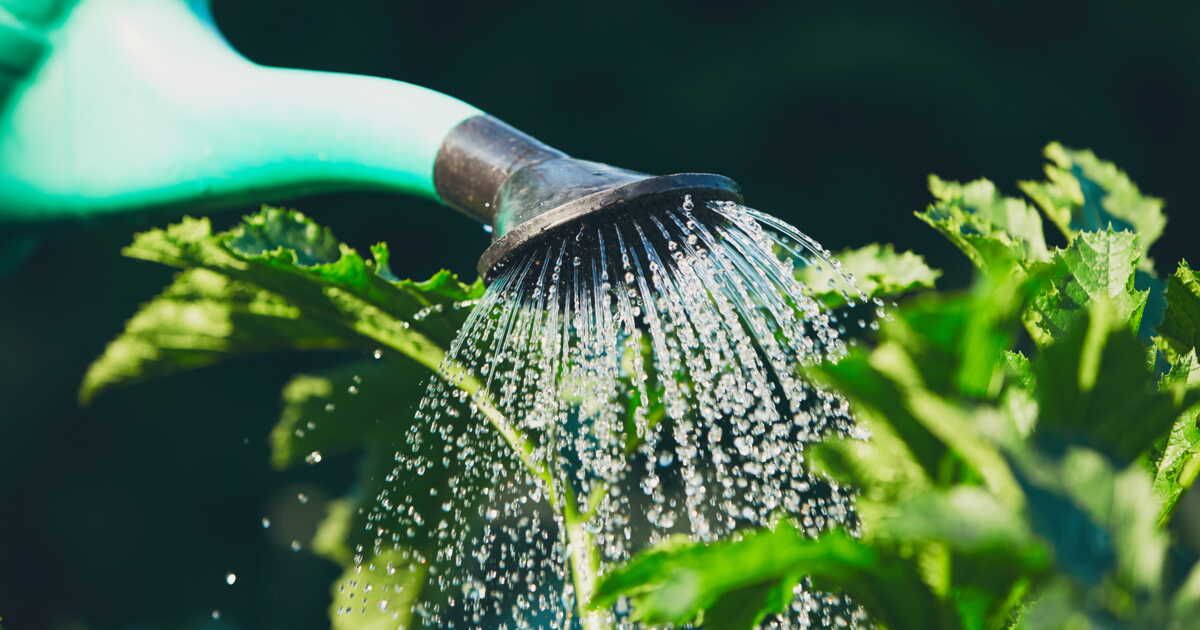 comment protéger vos plantes de la chaleur estivale avant de partir en vacances
