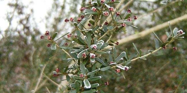 Myrceugenia : un arbuste rare à découvrir pour votre jardin