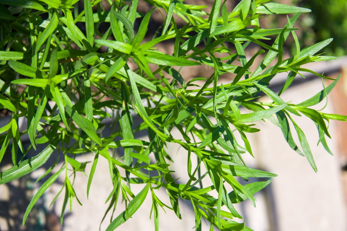 Estragon : en pot, semis, plantation et entretien