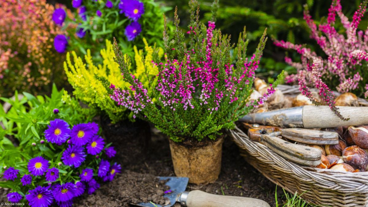L'automne au jardin : un souffle de printemps