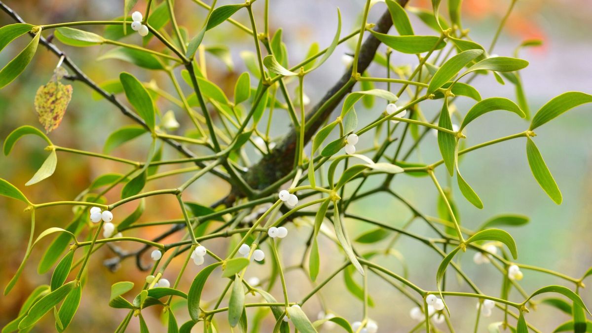 Agir contre les plantes parasites : stratégies et conseils