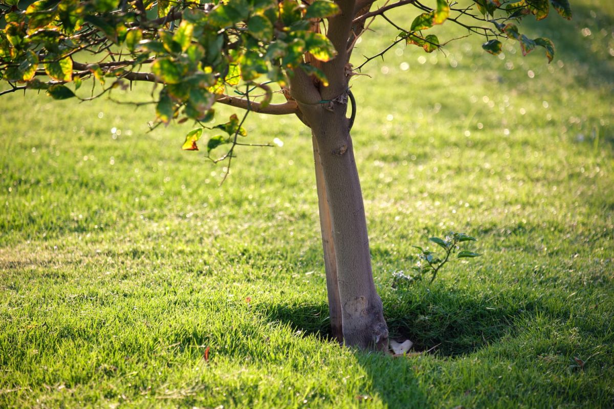 Ce fruit oublié de l'automne mérite une place dans votre jardin