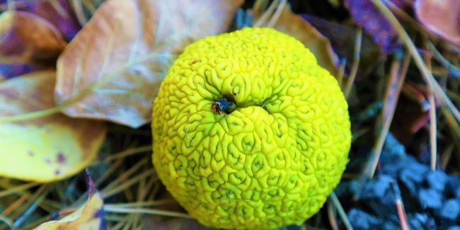 L'oranger des Osages : un arbre aux multiples facettes