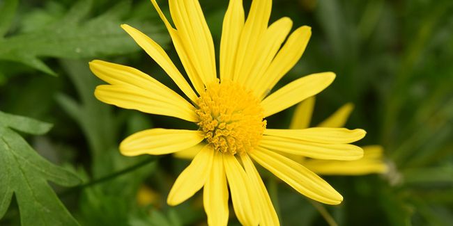 Marguerite de savane (Euryops pectinatus), pour le bord de mer