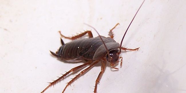 Les blattes, ces envahisseurs de nos habitations