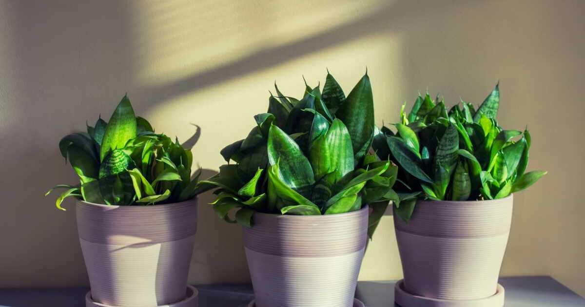 découvrez cinq plantes faciles à entretenir pour les amateurs de verdure débutants