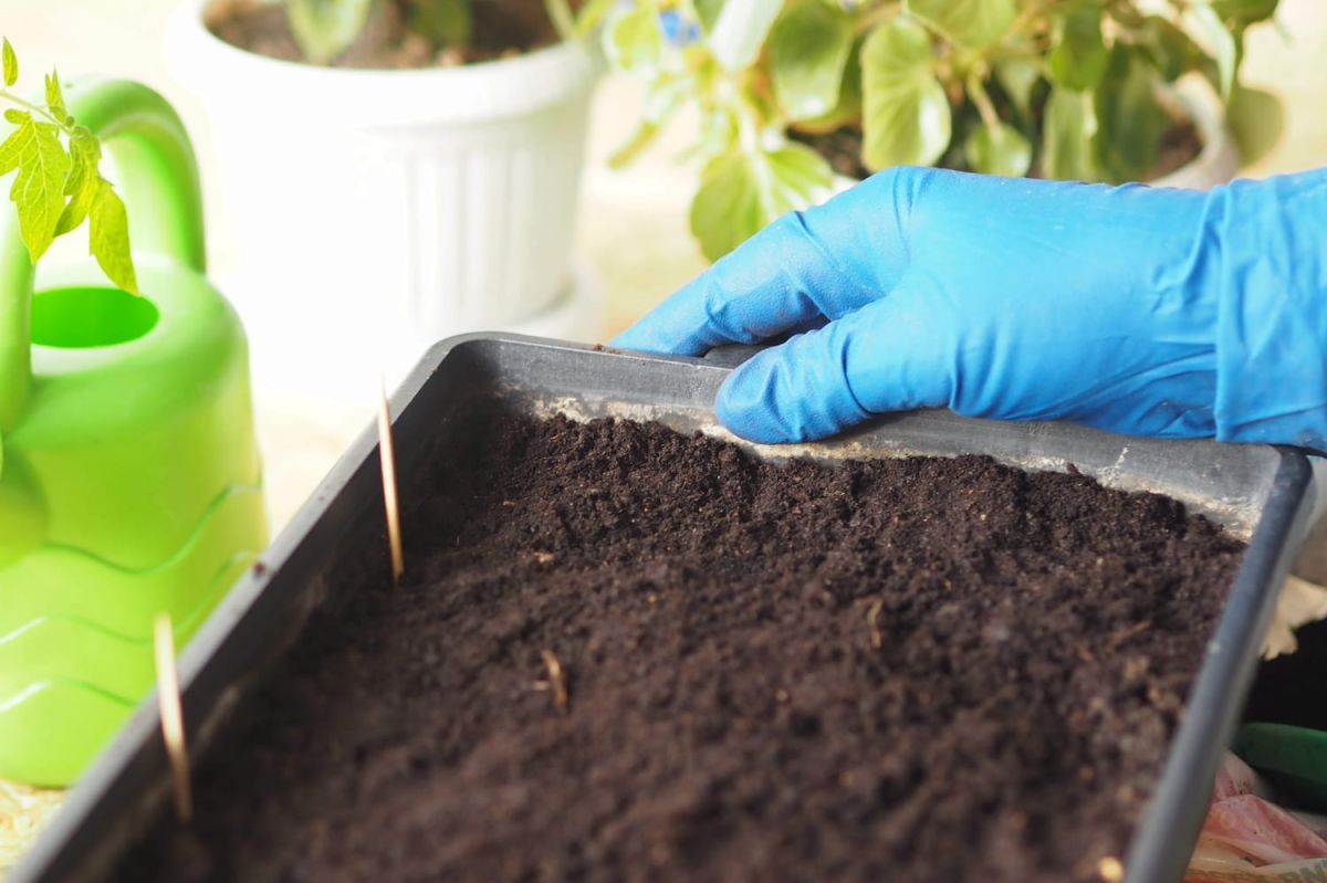 les bienfaits inattendus des cure-dents pour vos plantes