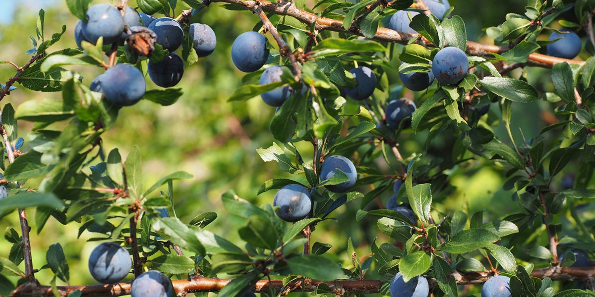 L'épine noire : un trésor de la nature pour liqueurs et vins