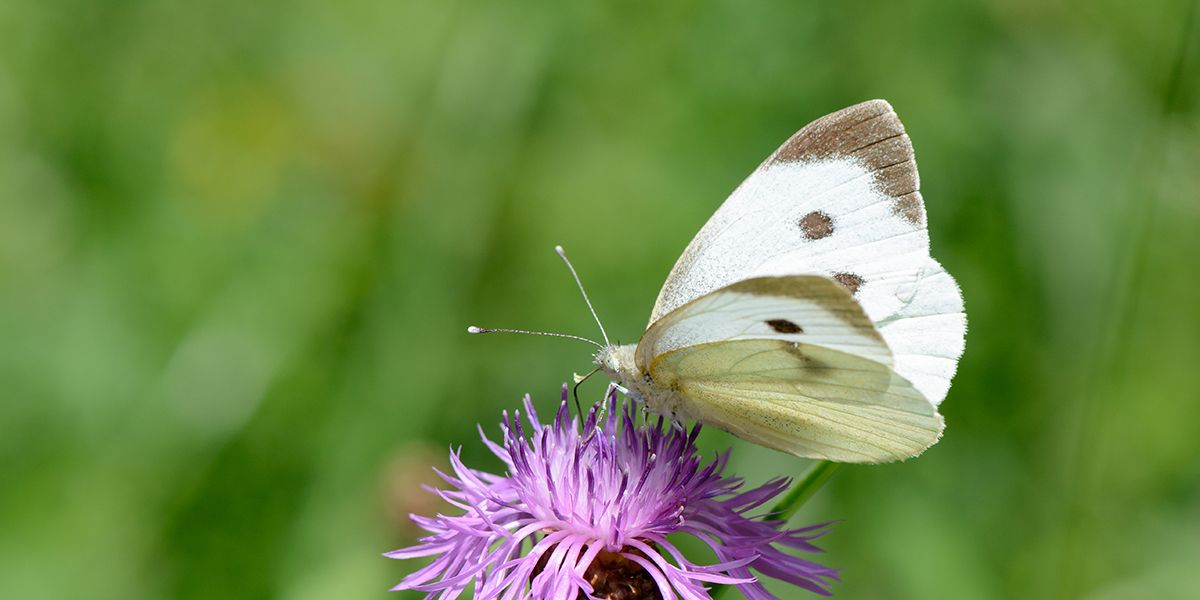 Les papillons à éviter dans votre jardin : 9 espèces redoutables