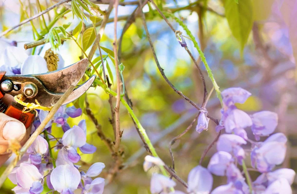 Redonnez vie à votre glycine : le geste essentiel pour une floraison éblouissante
