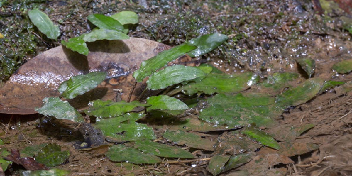 Cryptocoryne de Beckett, la plante aquatique prisée des aquariums
