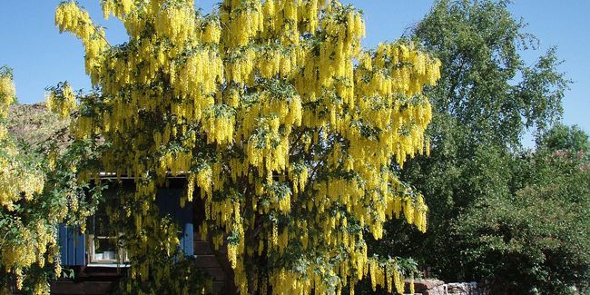 Embellir son jardin rapidement : les plantes à croissance rapide