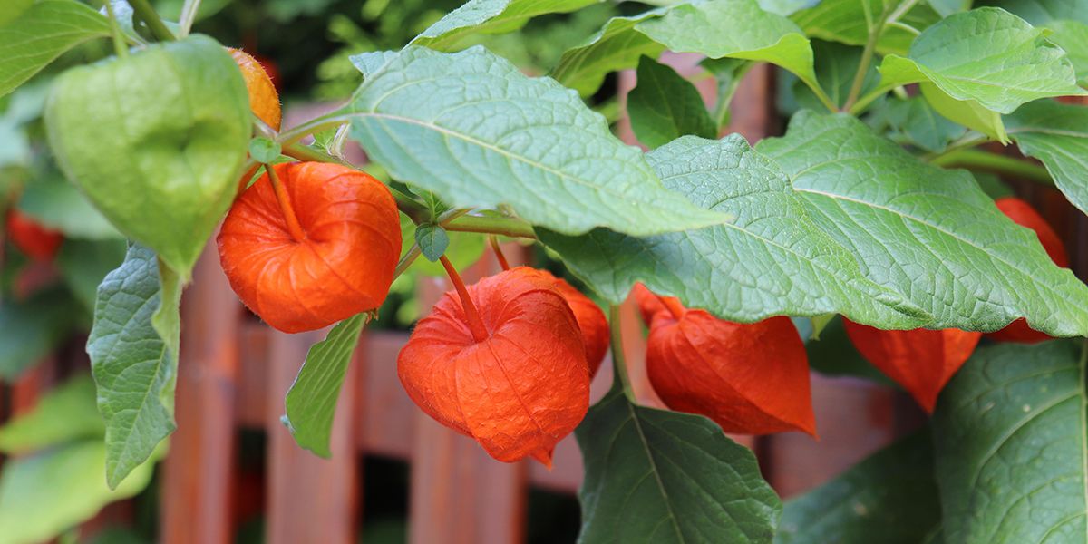 L'amour en cage : la beauté des lanternes japonaises au jardin