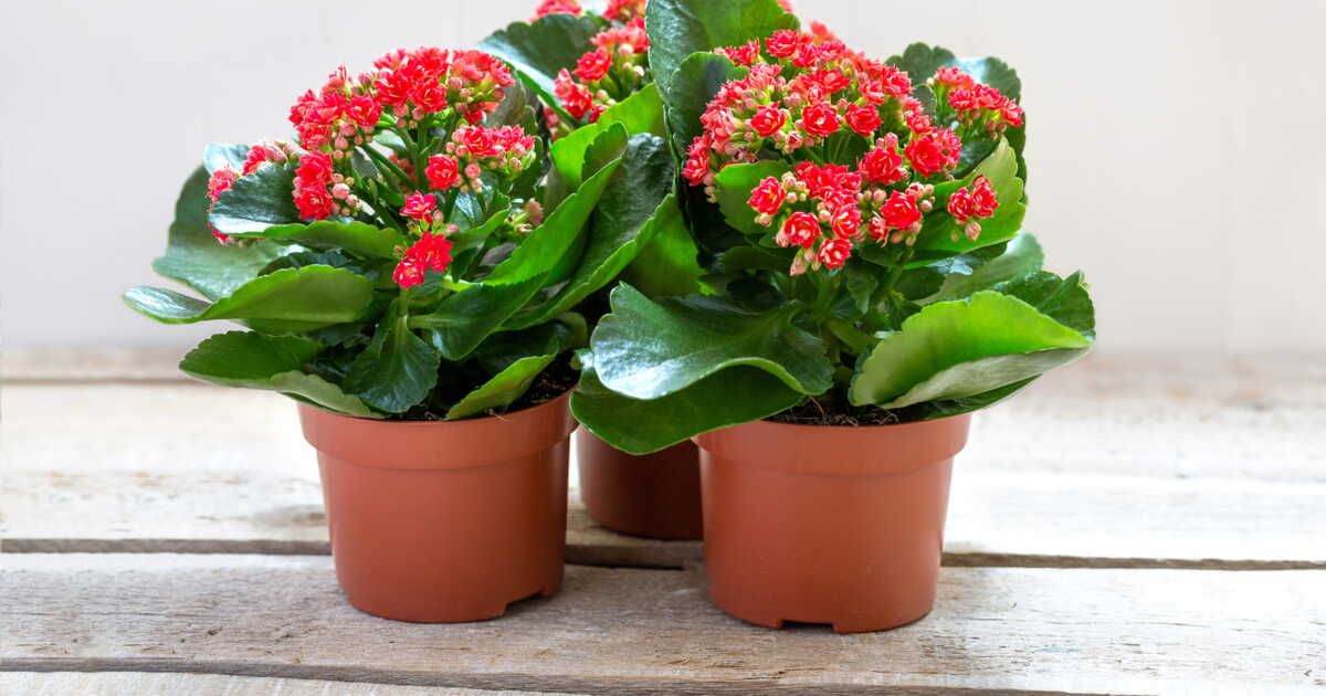 Cinq plantes grasses fleuries pour embellir votre intérieur