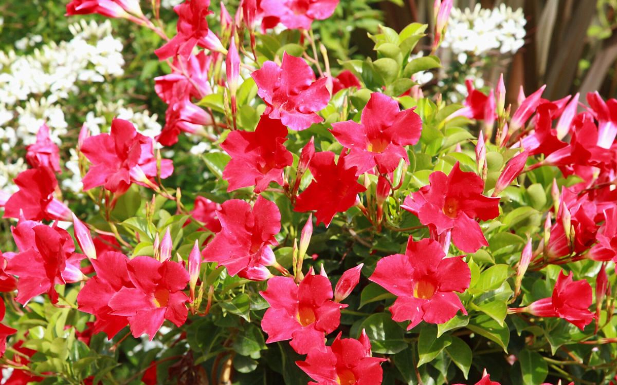éclat floral pour votre terrasse en plein soleil