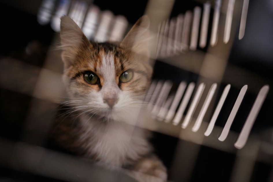 À Beyrouth, des héros du quotidien sauvent des animaux sous le chaos des bombardements