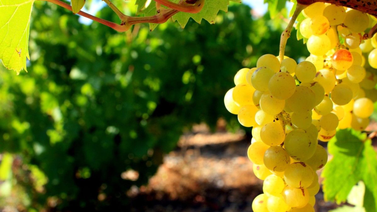 Cultiver le raisin : les secrets d'une récolte réussie