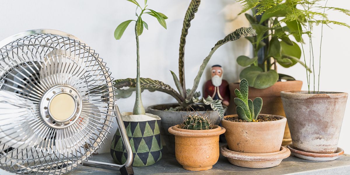 Comment les climatisations et ventilateurs peuvent-elles affecter vos plantes d'intérieur ?