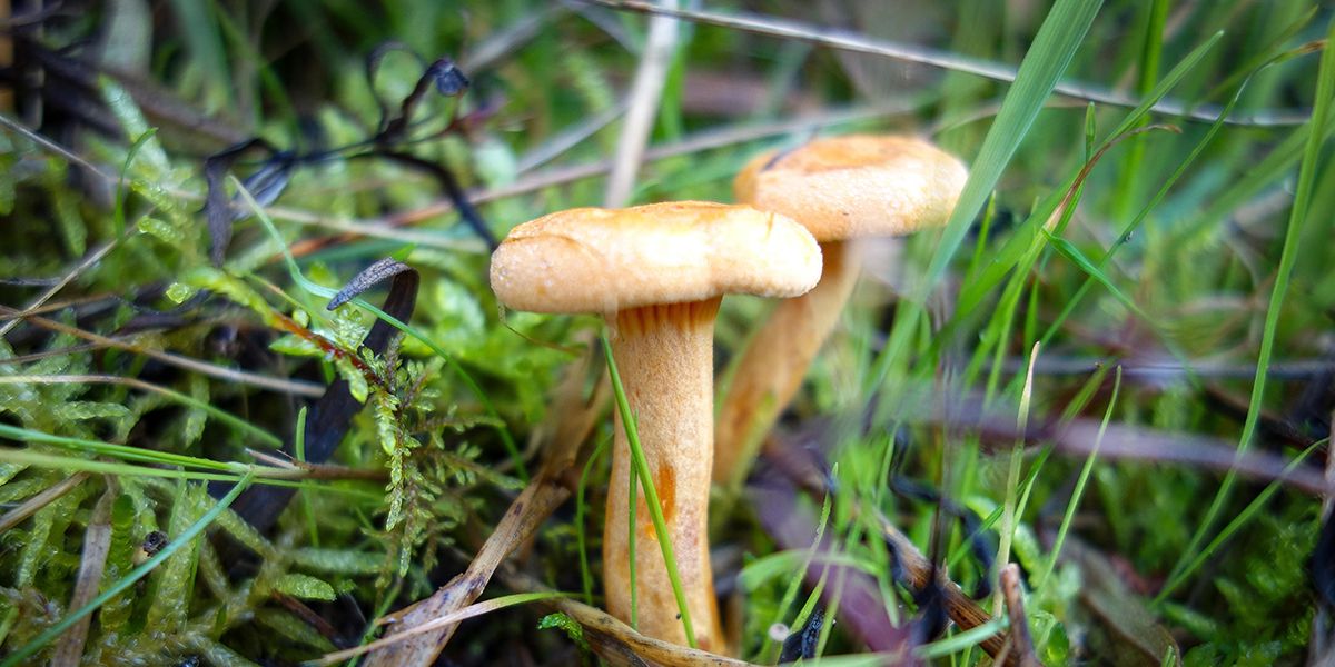 Les champignons du jardin : comment les identifier en toute sécurité