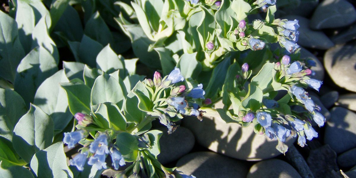 À la découverte de la mertensie maritime, l'huître végétale