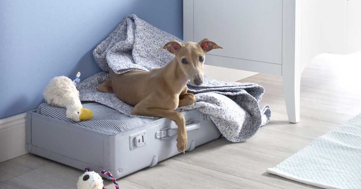 Transportez votre chien avec style grâce à une valise astucieuse